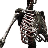 Epimorphes Skelett