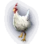 Cucco