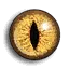 Lizard Eye