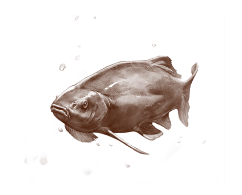 Tench