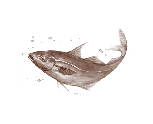 Whitefish