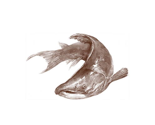 Salmon