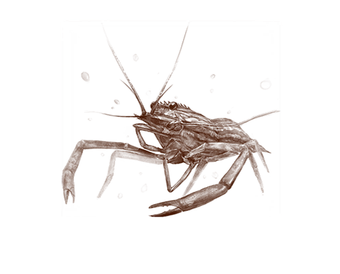 Prawn