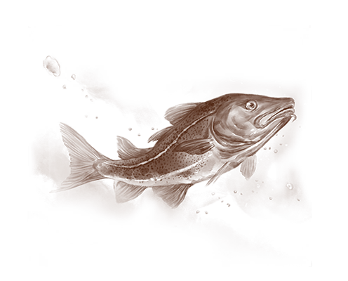 Cod