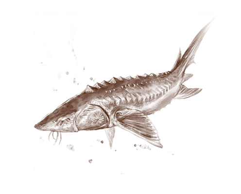Sturgeon