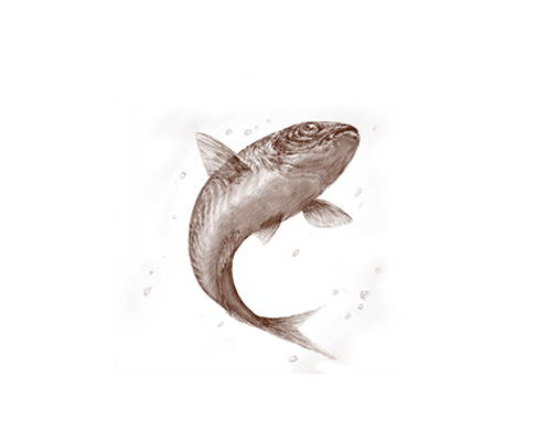 Bluefish