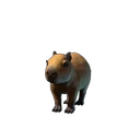 Baby Capybara