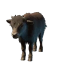 Baby Yak