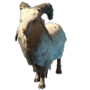 Common Goat