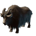Yak