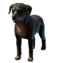 Ikko