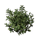 Foliage