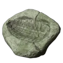 Trilobit Abdruck