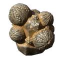 Seeigel Gruppe