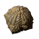 Runder Seeigel