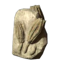 Kleineres Seelilienfossil