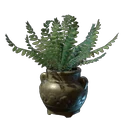 Fern