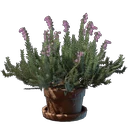 Gipfel Blume