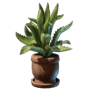 Aloe Pflanze