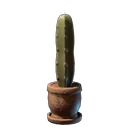 Kaktuspflanze
