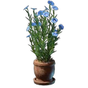 Flachs Pflanze
