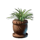 Gras