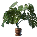 Monstera Pflanze