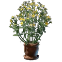 Aureolin Pflanze