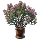 Gebirgsrose