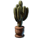 Kaktuspflanze