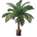 Kokosnusspflanze