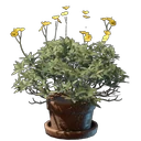 Ödland Blume