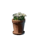 Weiße Blume