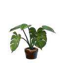 Monstera Plant