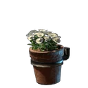 White Wall Flower