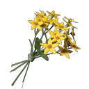 Aureolin-Blume