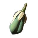 Yucca-Frucht