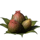 Algae Buds
