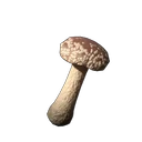 Shiitake