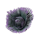 Großblattkohl
