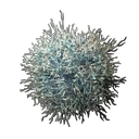 Mycelium