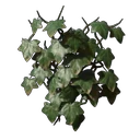 Ivy