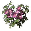 Climbing Rose