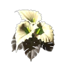 Calla Luna