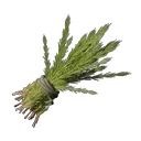 Rooibos