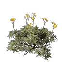 Ödland Blume