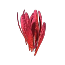 Saffron