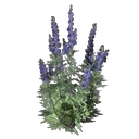 Wolfsbane