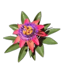 Passionflower