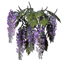Wisteria